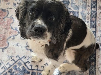 AKC Cocker Spaniel Stud -mini