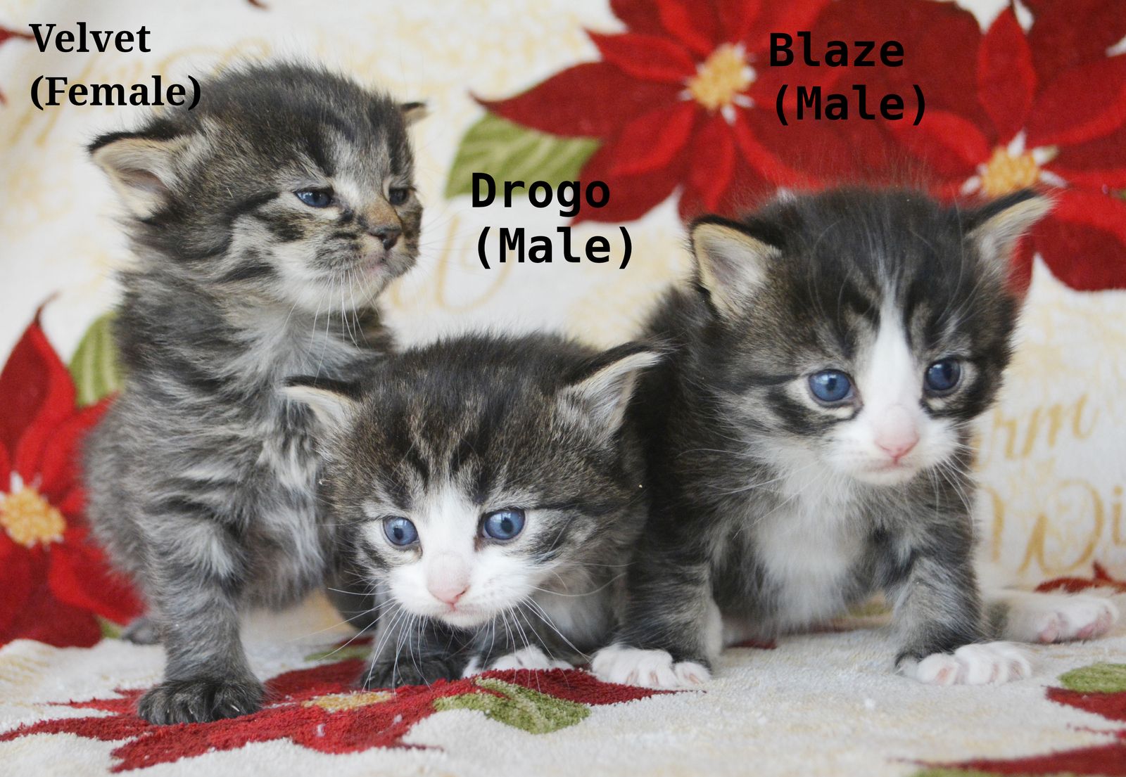 1 Cute adorable kitten