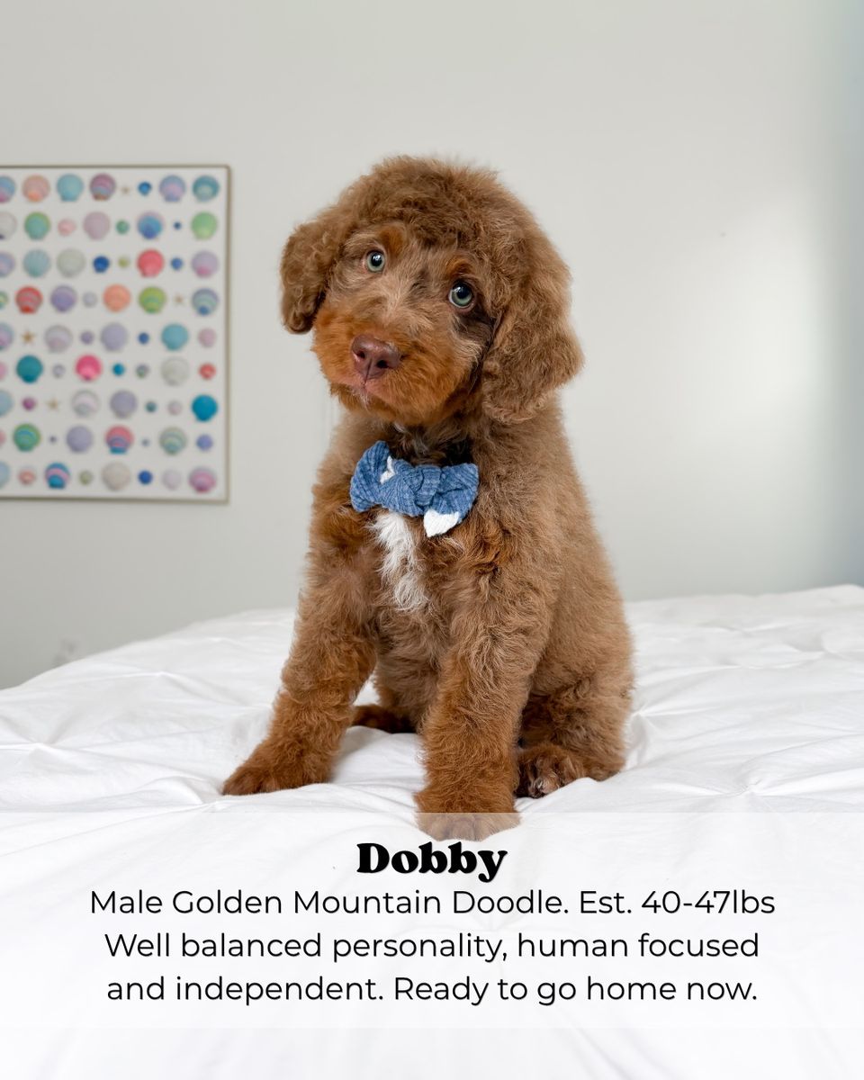 Golden Mountain Doodle Puppy -