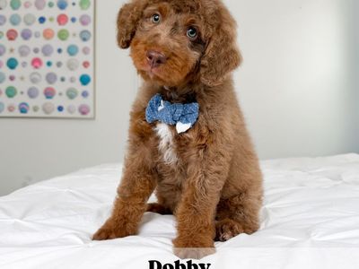Golden Mountain Doodle Puppy -