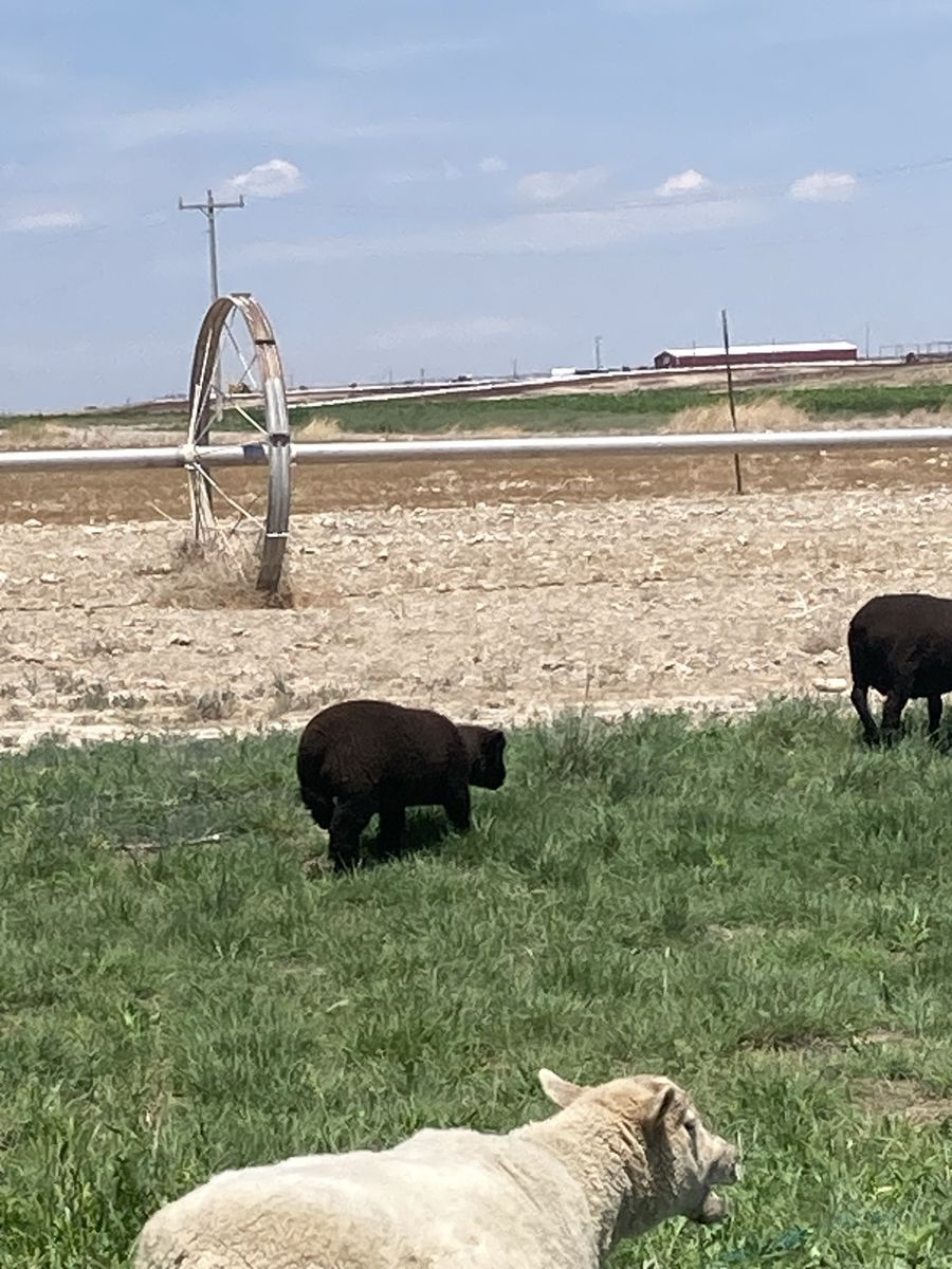 Black babydoll sheep (Multiple Available) Starting at $300.