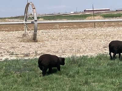 Black babydoll sheep (Multiple Available) Starting at $300.