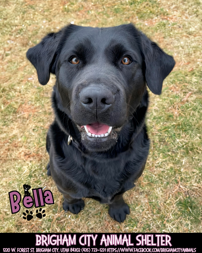 Black Lab Female 3 yrs old Needs a Family!