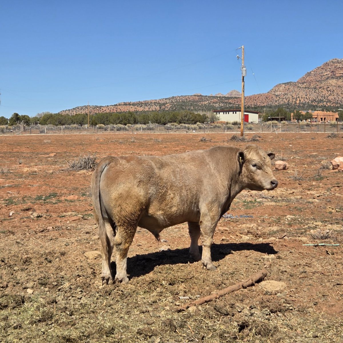 2 year old Polled Charolais bull