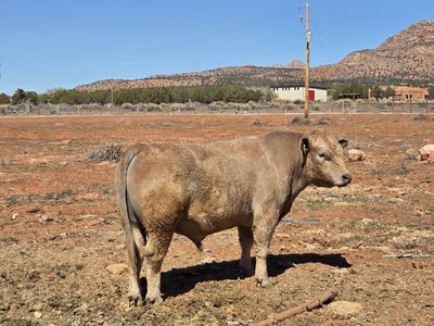 2 year old Polled Charolais bull