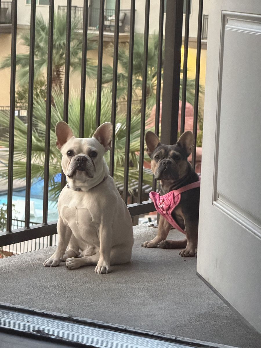 French Bulldog Puppies - Cream, Fawn, and lilac Merle Ready for New Homes all females