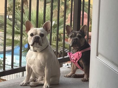 French Bulldog Puppies - Cream, Fawn, and lilac Merle Ready for New Homes all females