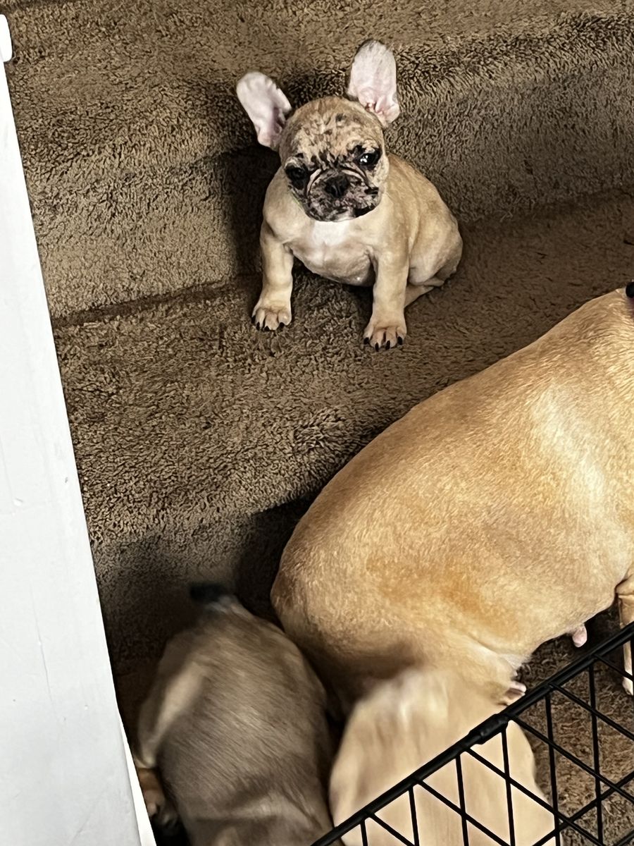 AKC FEMALE FRENCH BULLDOG