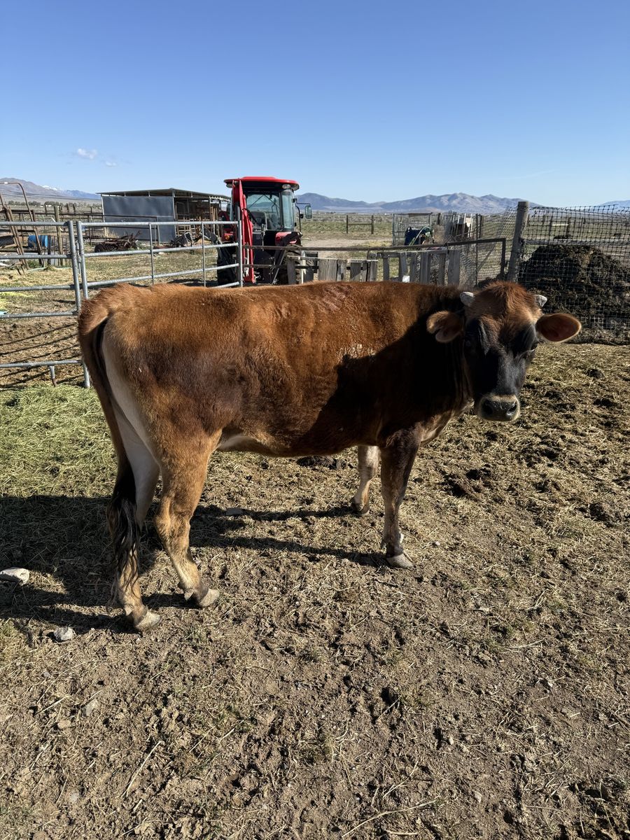 Purebred Papered Jersey Heifer
