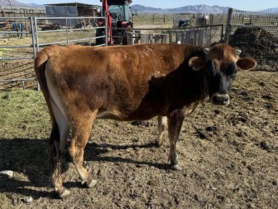 Purebred Papered Jersey Heifer