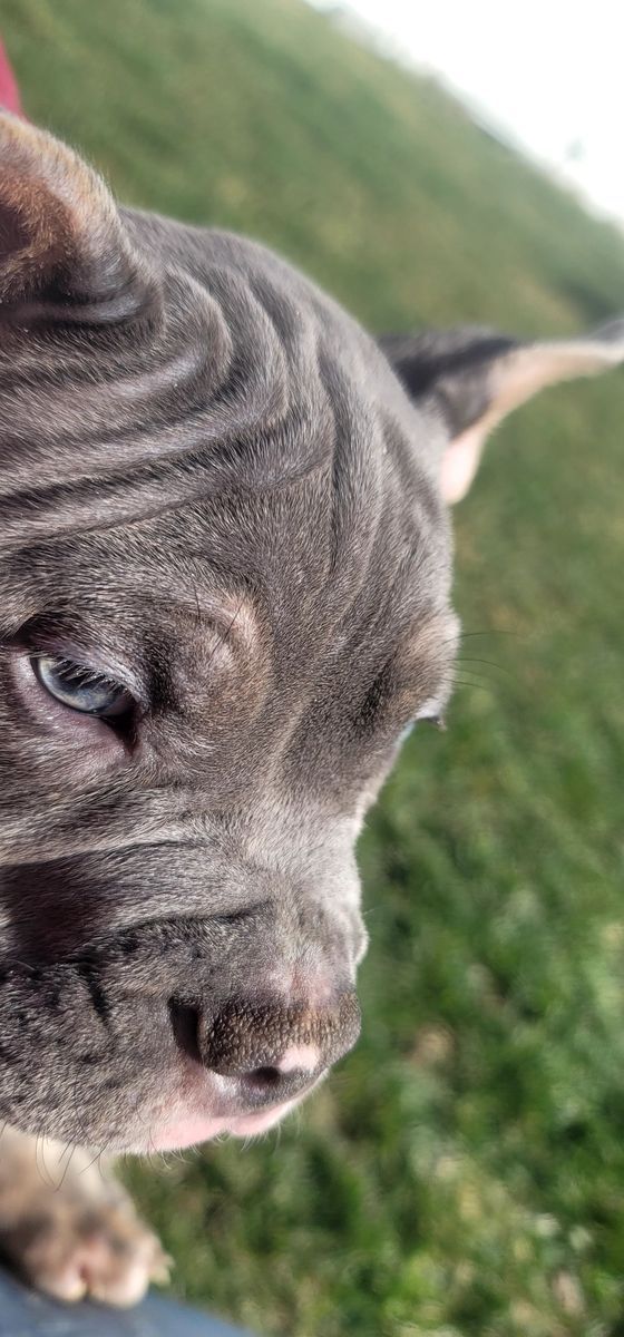 Adorable American Micro Bully Puppies – Ready for Loving Homes