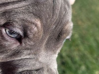 Adorable American Micro Bully Puppies – Ready for Loving Homes