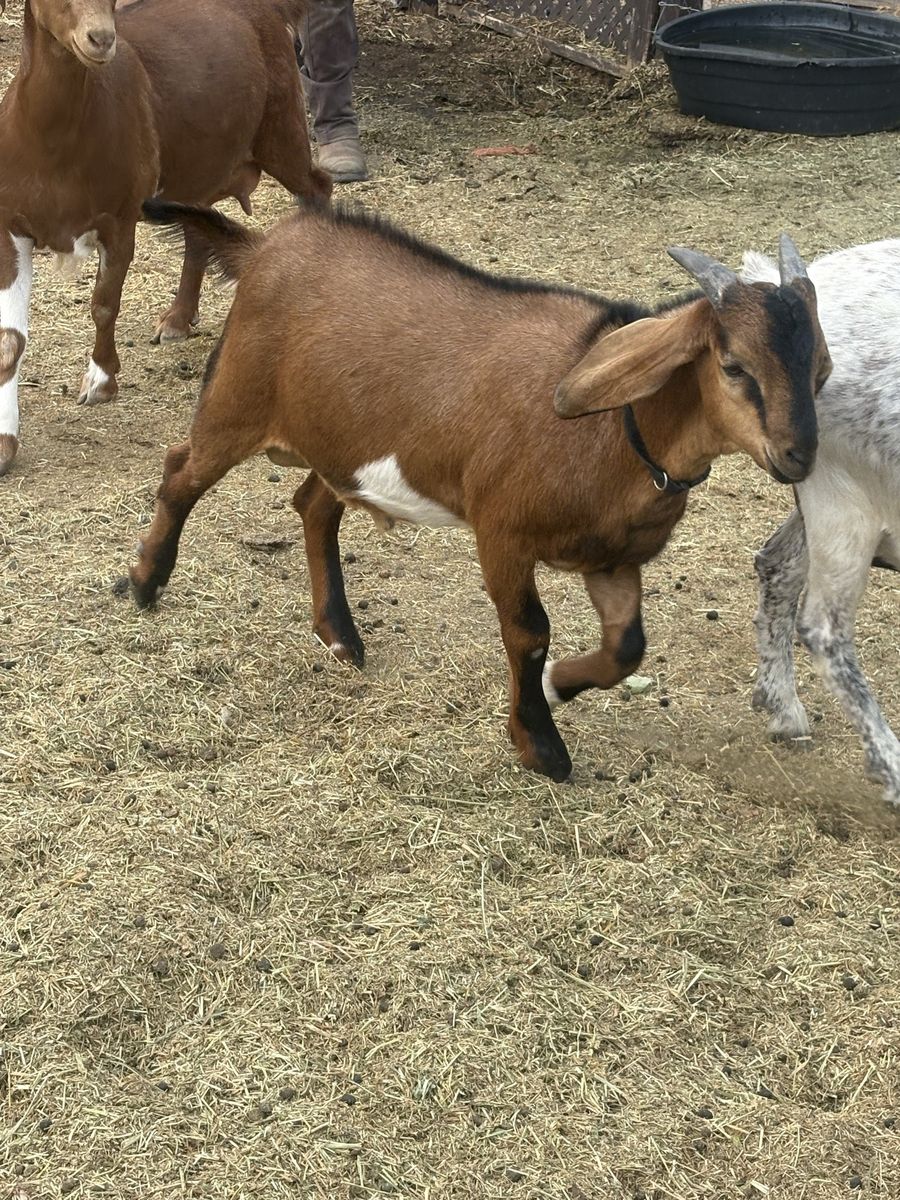 Nubian male Goat ready for breeding/farm