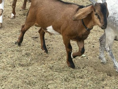 Nubian male Goat ready for breeding/farm
