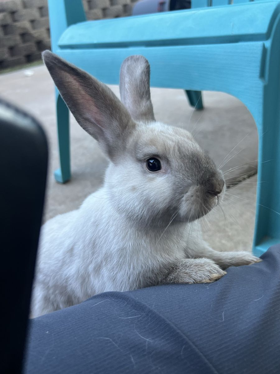 Adorably Soft Rex/Lop Boy Bunnies!