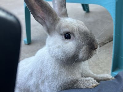 Adorably Soft Rex/Lop Boy Bunnies!