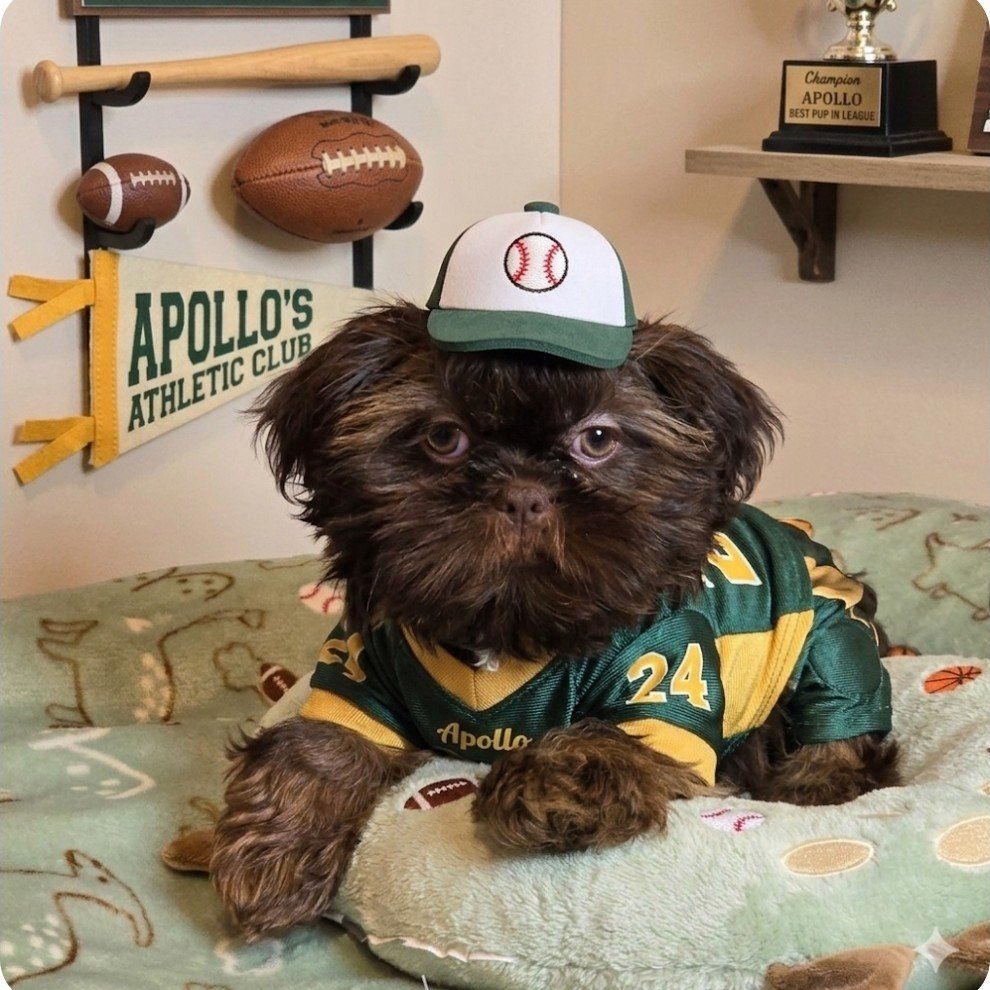 Imperial Shih tzu males