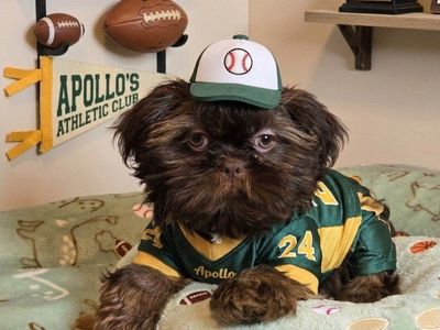 Imperial Shih tzu males