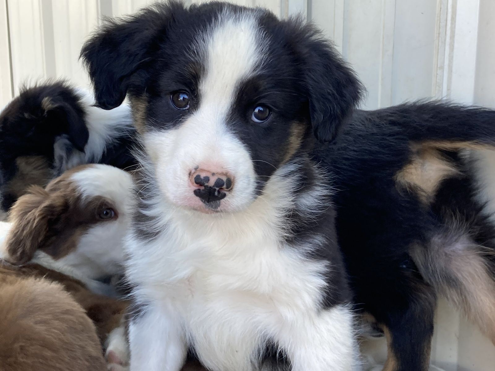 Miniature Australian Shepherd puppies/mini Aussie/asdr