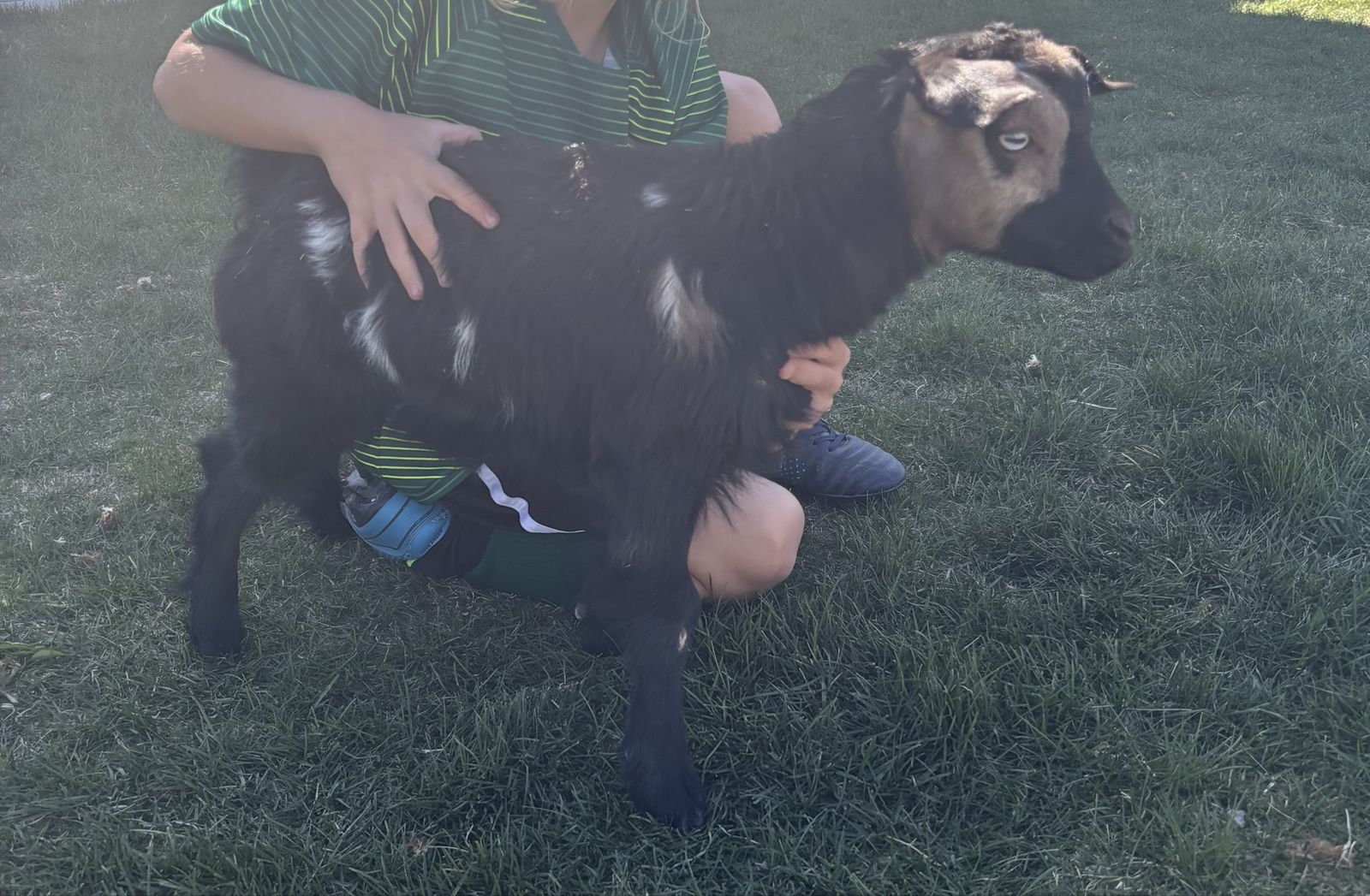 Fainting goat buckling