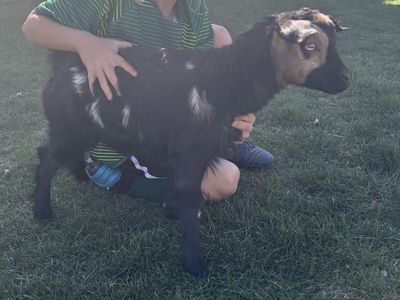 Fainting goat buckling