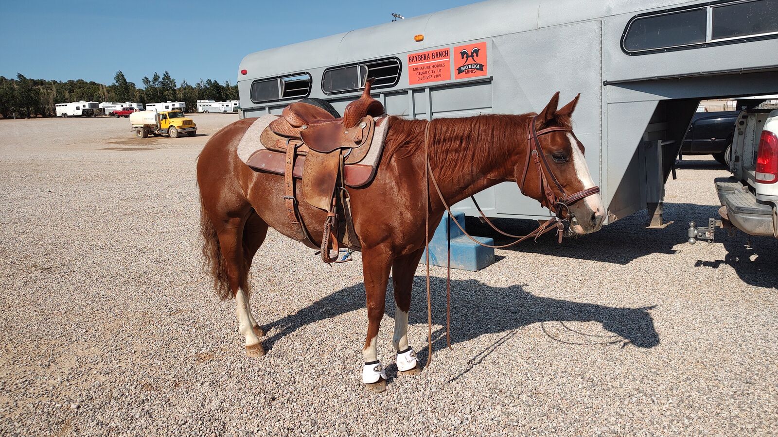 2019 AQHA SORREL MARE