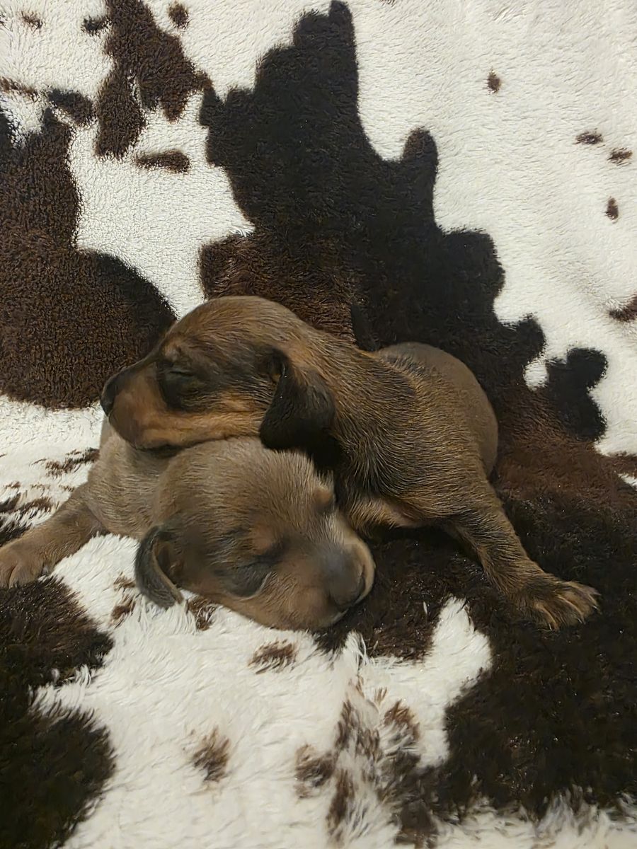 BOY MINI DACHSHUNDS