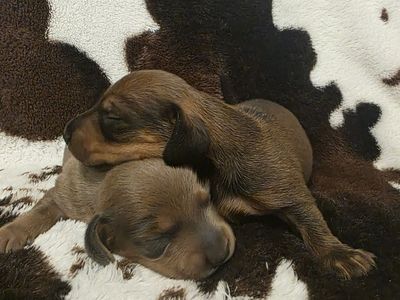 BOY MINI DACHSHUNDS