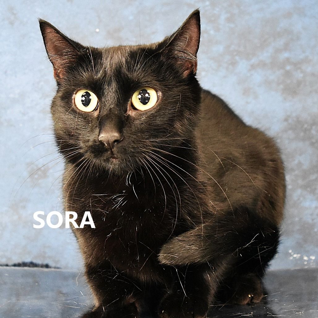 Hello my name is Sora