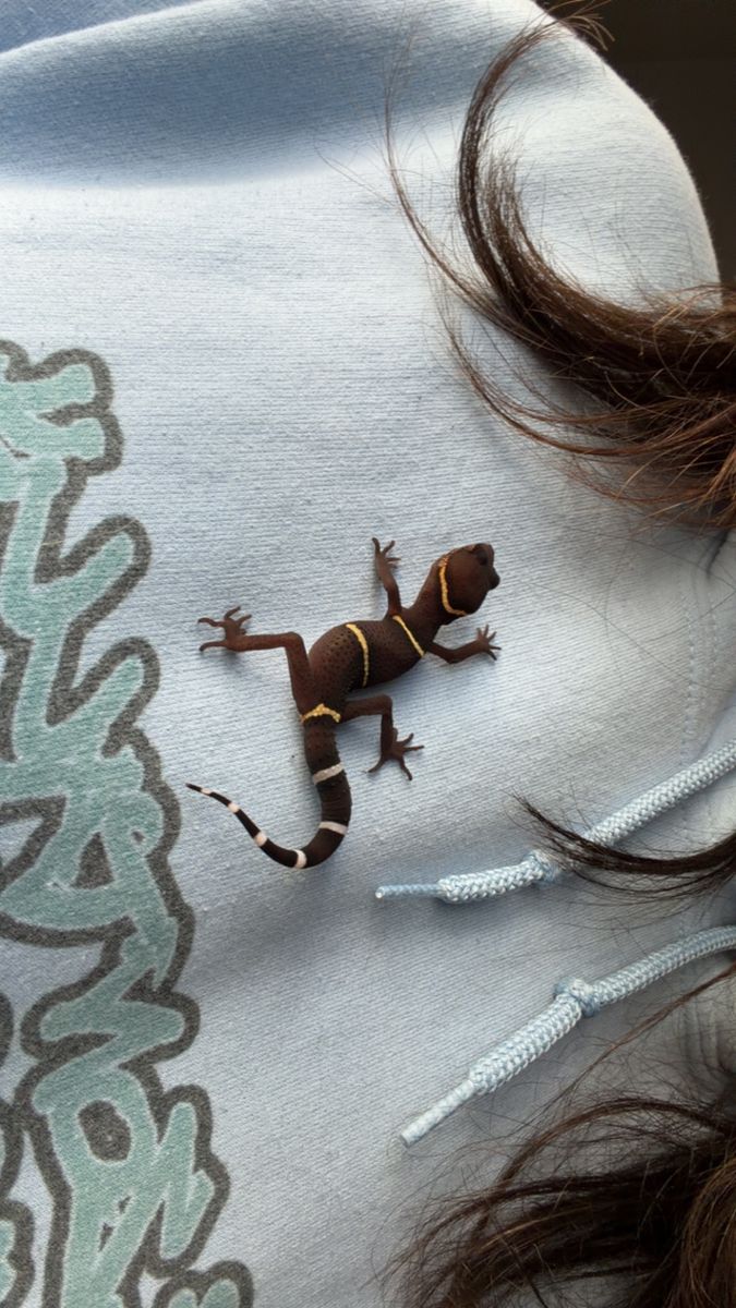 Female Chinese Cave Gecko
