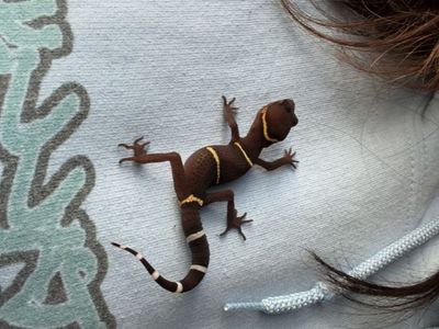 Female Chinese Cave Gecko