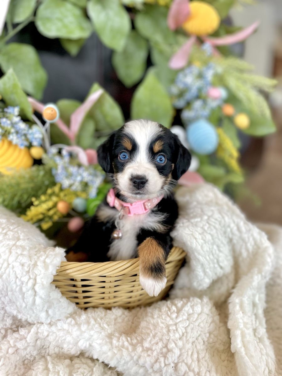 Australian Mountain Doodles Aussie Bernedoodles