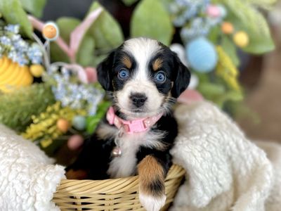Australian Mountain Doodles Aussie Bernedoodles