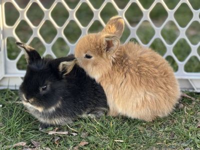 Purebred Holland Lop Bunnies/Ready Easter Day!