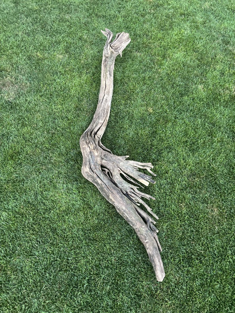 drift wood 