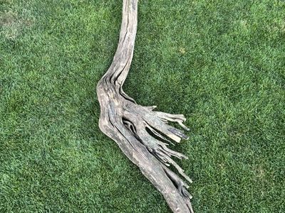 drift wood