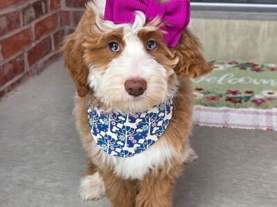 Hard To Find, Sable Merle Austrailuan Mtn Doodle