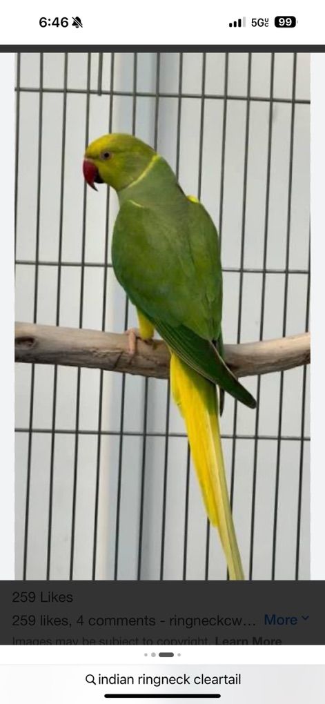 Indian Ring Neck Green Clear Tail  Baby