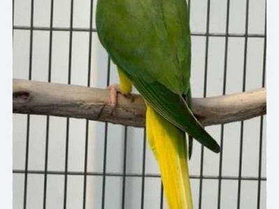 Indian Ring Neck Green Clear Tail Baby