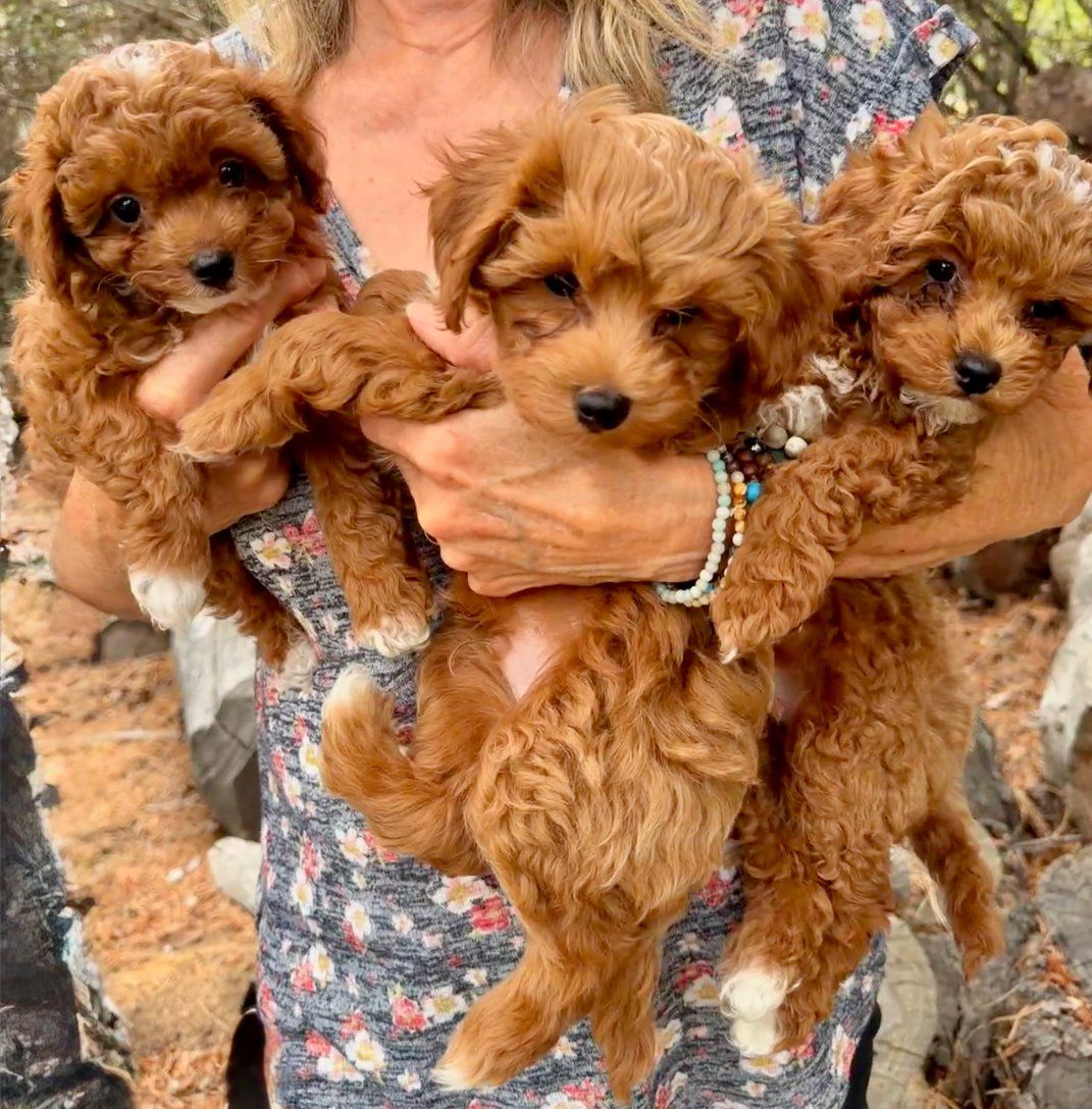 F1bb micro mini golden doodle puppies for sale