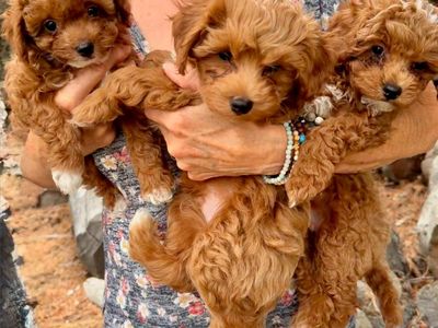 F1bb micro mini golden doodle puppies for sale