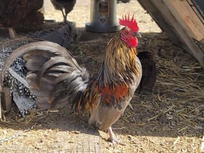 Kikiriki Bantam Chicks – Puerto Rican Bloodlines