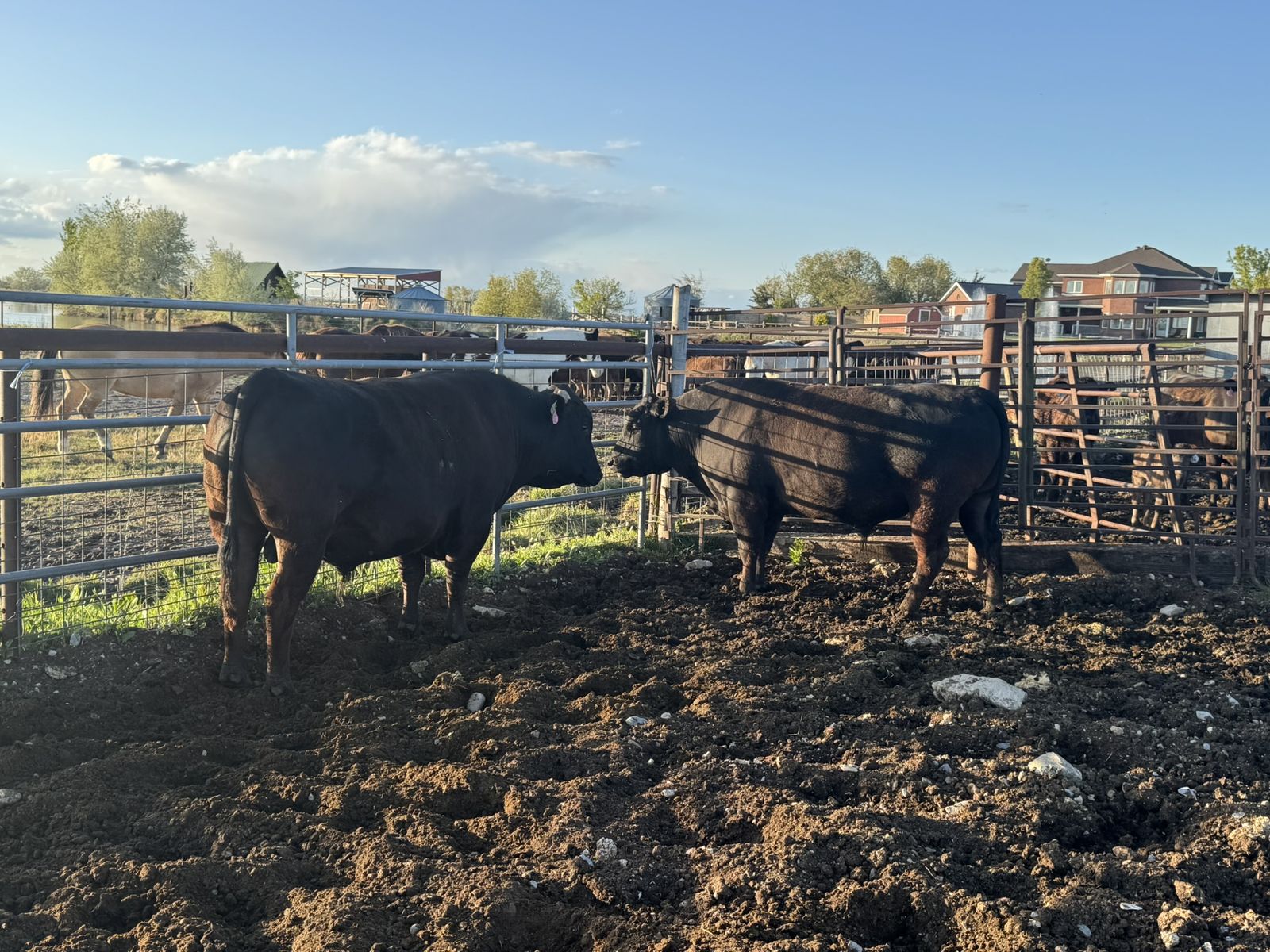 Full Blood Wagyu Bull