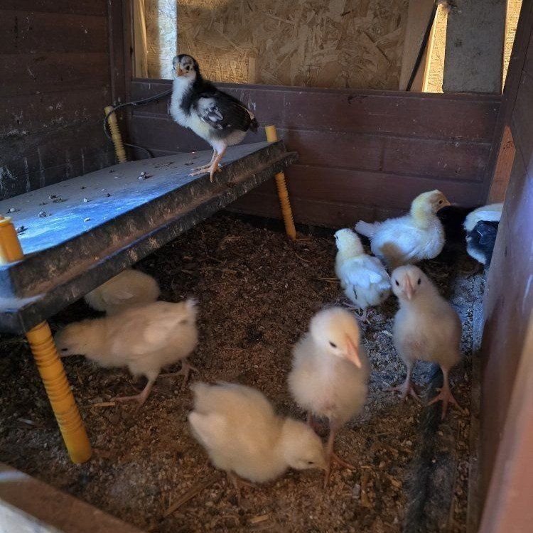 1 day - 2 week old chicks