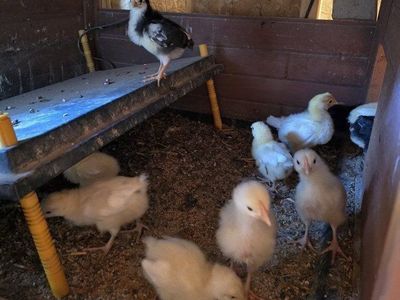 1 day - 2 week old chicks