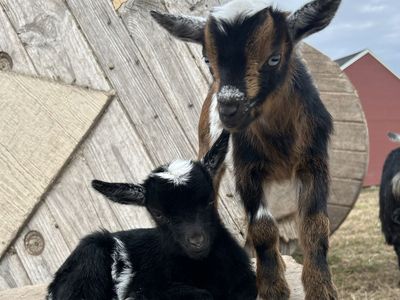 Baby Pygmy Nigerian Dwarf Goats