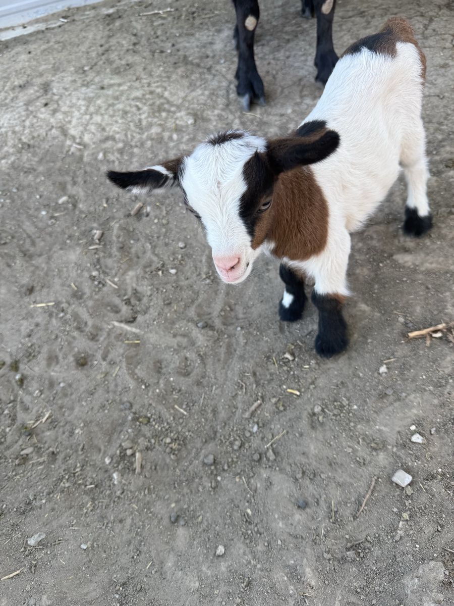 Baby fainting goats for sale