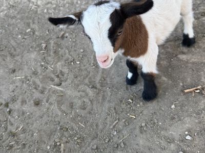 Baby fainting goats for sale