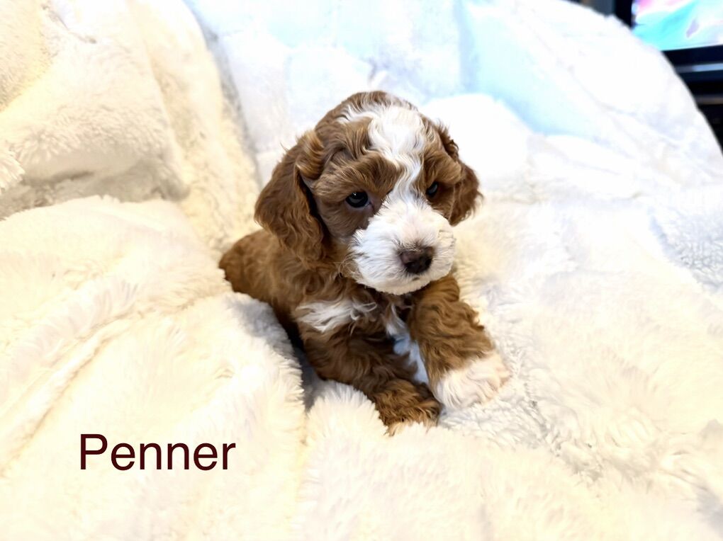 Goldendoodle-Read Description-BEST PUPPIES!