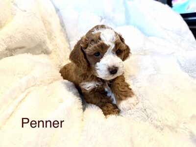 Goldendoodle-Read Description-BEST PUPPIES!